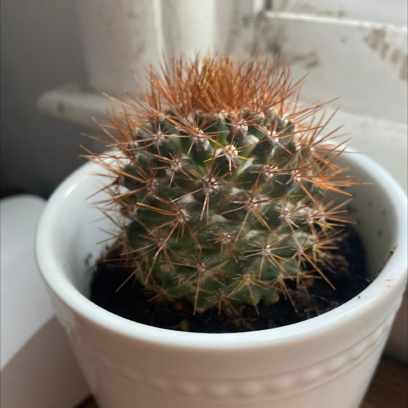 Mammillaria Melanocentra cactus in a white pot near a window.