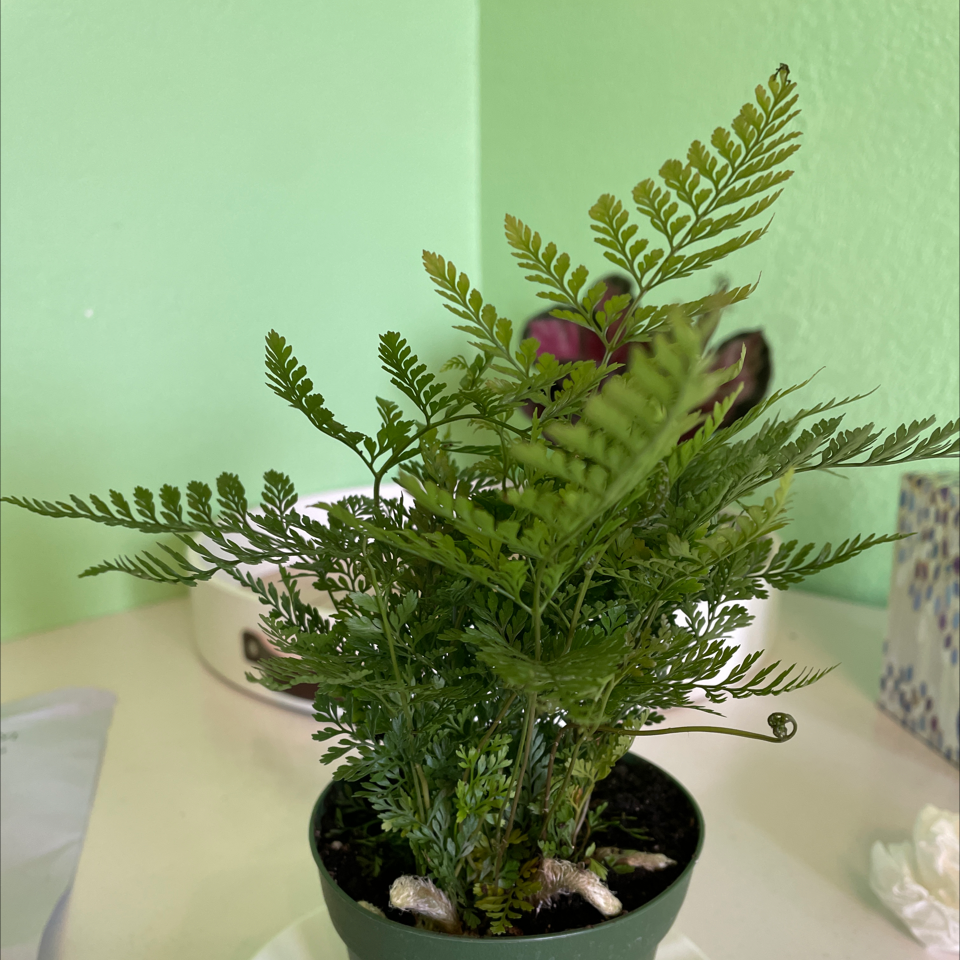 Healthy Black Spleenwort plant in a small pot with vibrant green fern-like leaves.