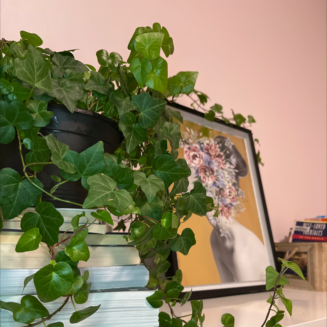 English Ivy plant photo by @ksenia named Laurence on Greg, the plant care app.
