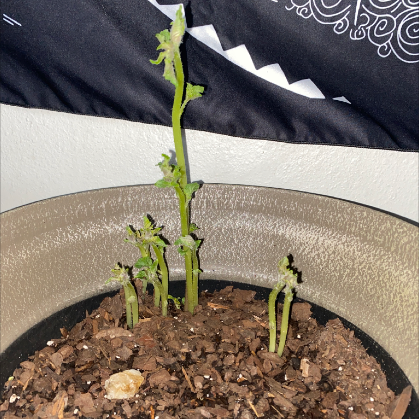 Potted potato plant with green stems emerging from the soil.