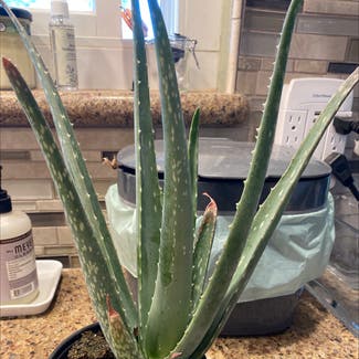 Aloe vera plant in Gilbert, Arizona
