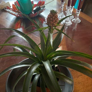 Pineapple plant in Gilbert, Arizona