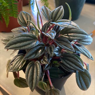 Peperomia 'Rosso' plant in Gilbert, Arizona