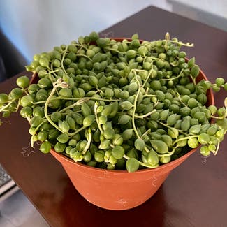 String of Pearls plant in Gilbert, Arizona