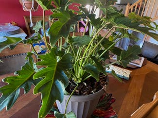 Cut Leaf Philodendron plant in Gilbert, Arizona