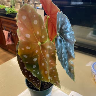 Polka Dot Begonia plant in Gilbert, Arizona