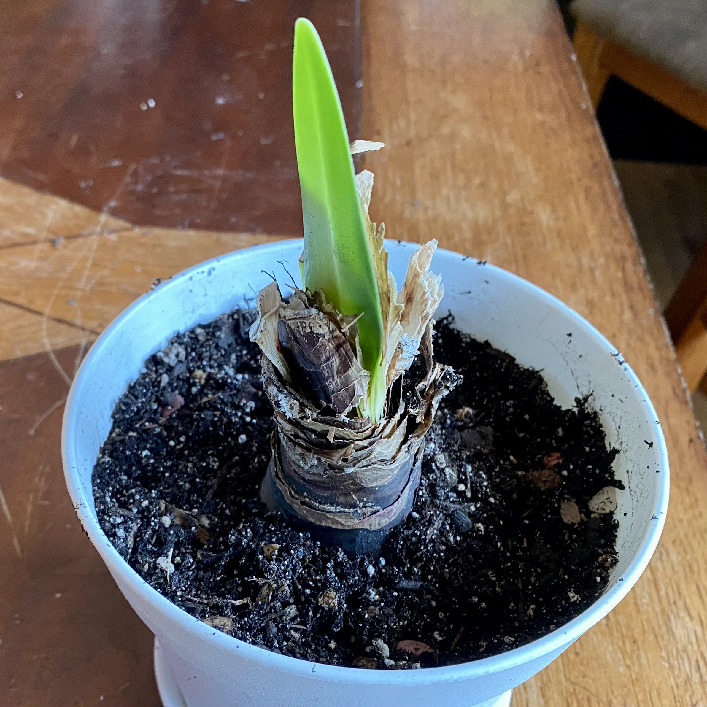 Barbosa Lily plant in a white pot with a single green shoot and dry brown leaves.