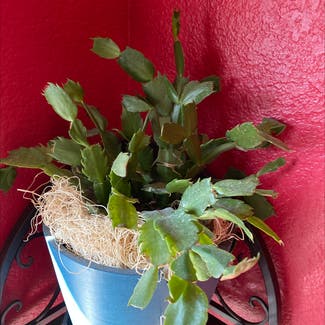 False Christmas Cactus plant in Gilbert, Arizona