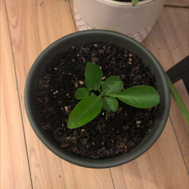A healthy young Kalanchoe blossfeldiana plant with bright green leaves in a small pot, sitting on a wooden surface.