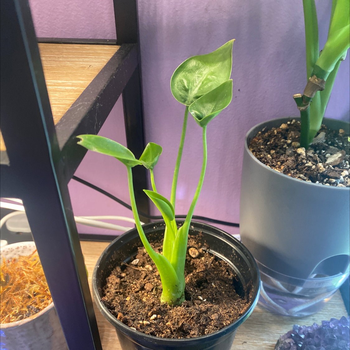 Healthy Tiny Dancer plant in a pot with visible soil and green leaves.