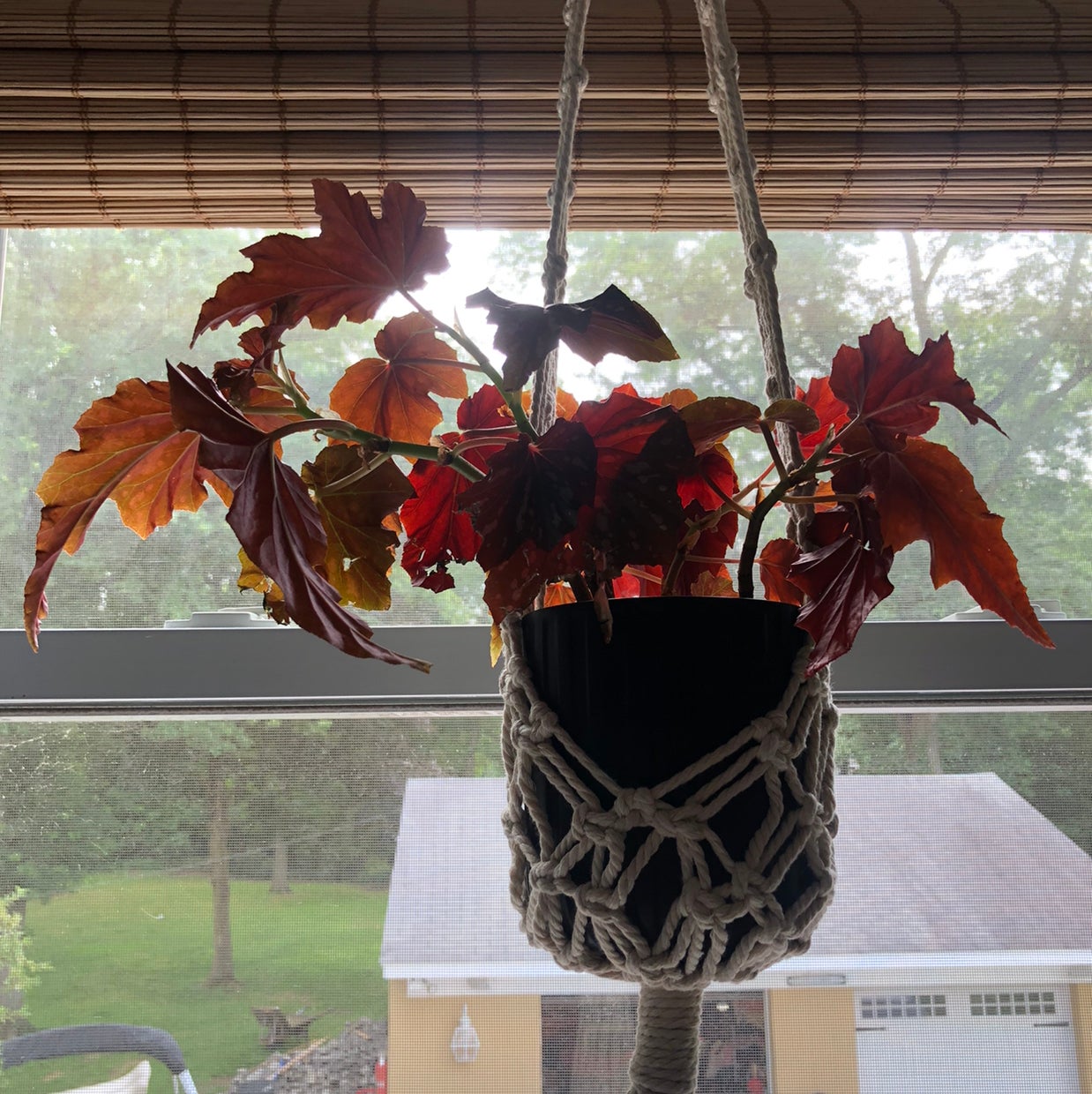 💃 Why Are My Polka Dot Begonia Leaves Falling Over?