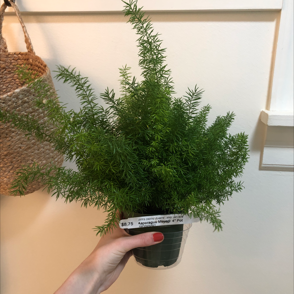 Hand holding up a potted, healthy Plume Asparagus plant with lush green foliage against a neutral background.