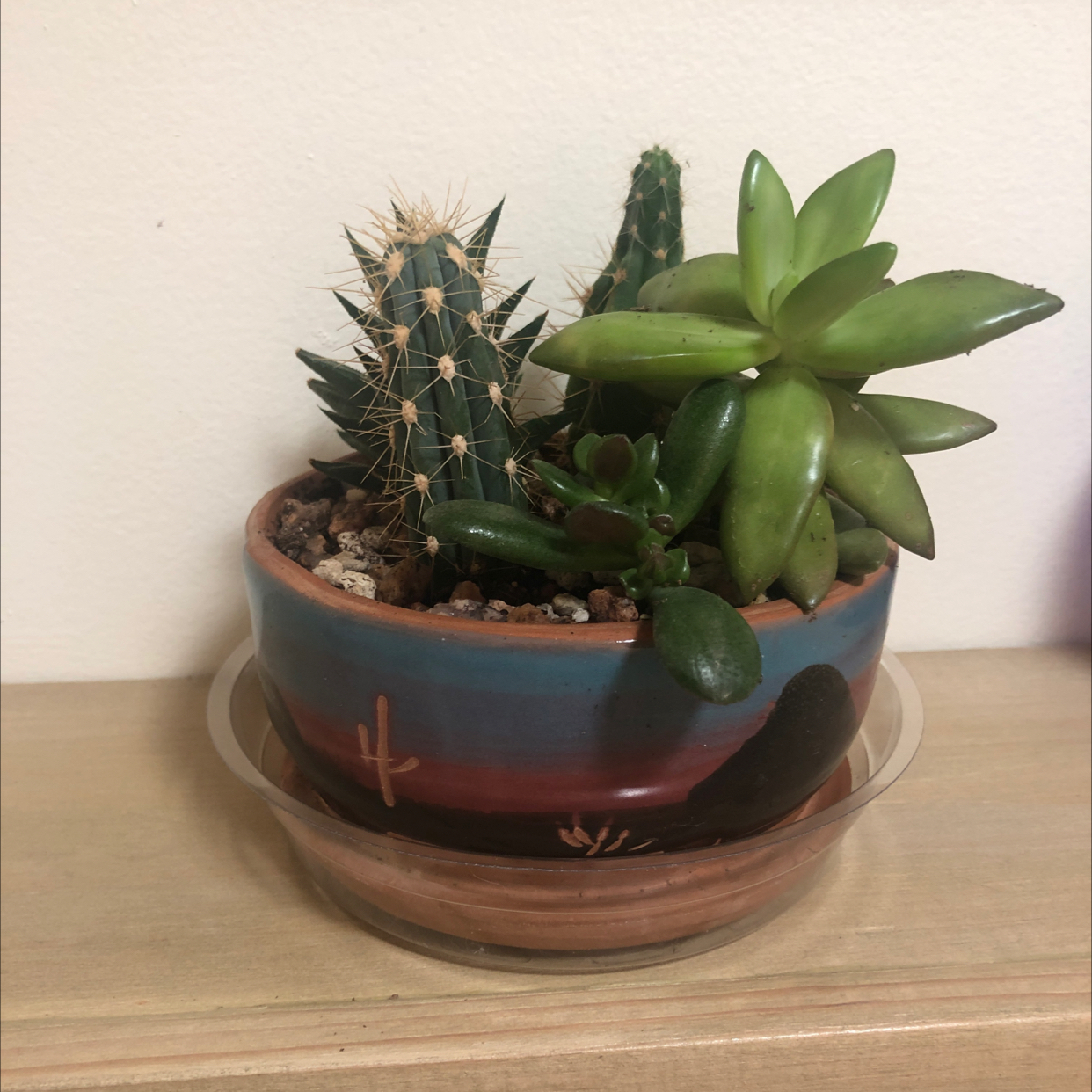 Potted Brittle Prickly Pear cactus and succulent in a decorative pot.