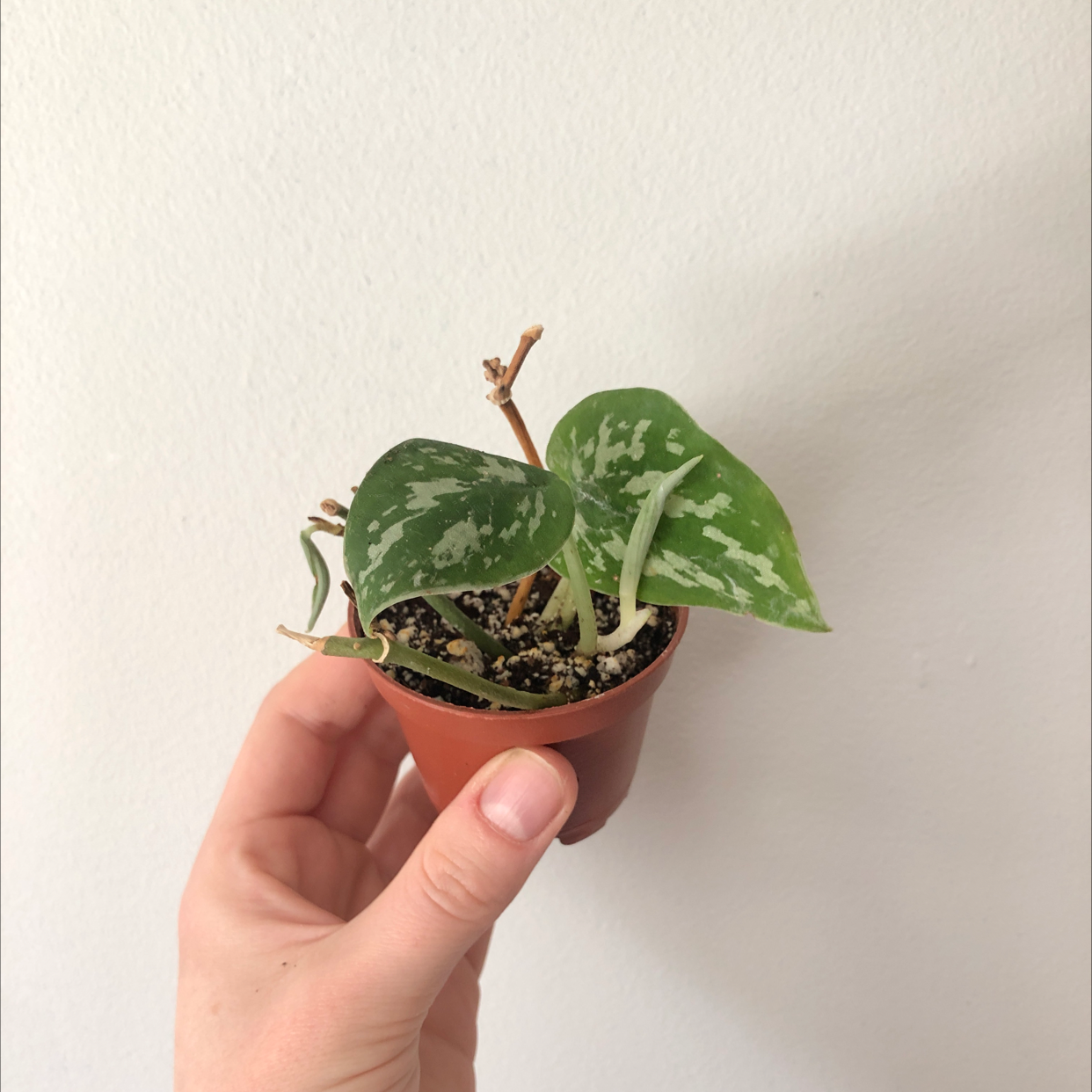 A hand holding a healthy Satin Pothos plant in a small terracotta pot, showing its glossy variegated leaves.
