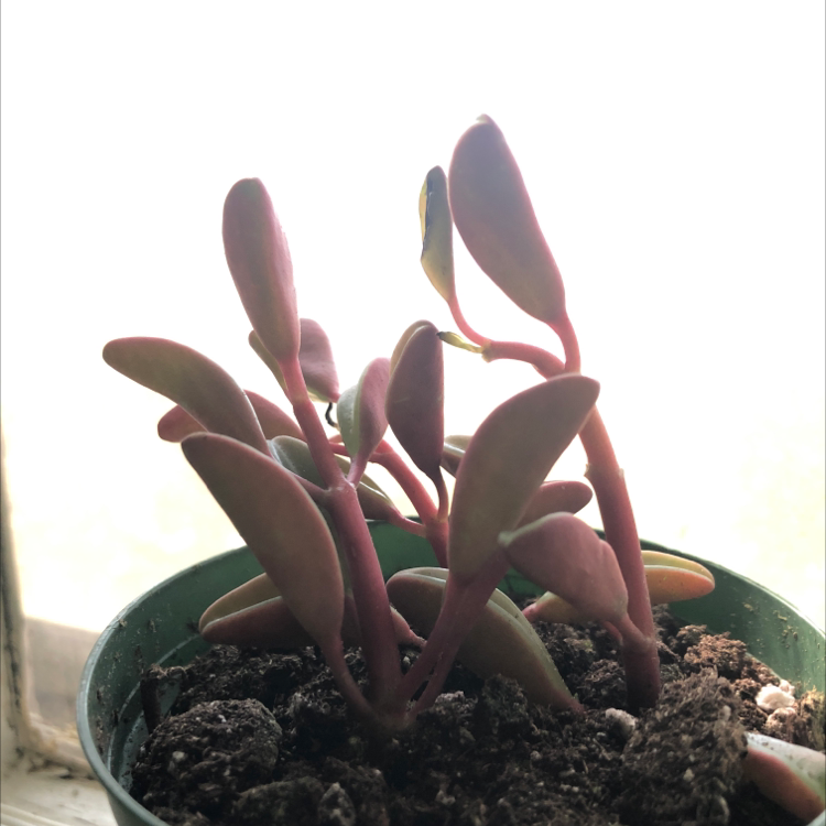 Peperomia 'Ruby Cascade' plant in a small pot with visible soil.