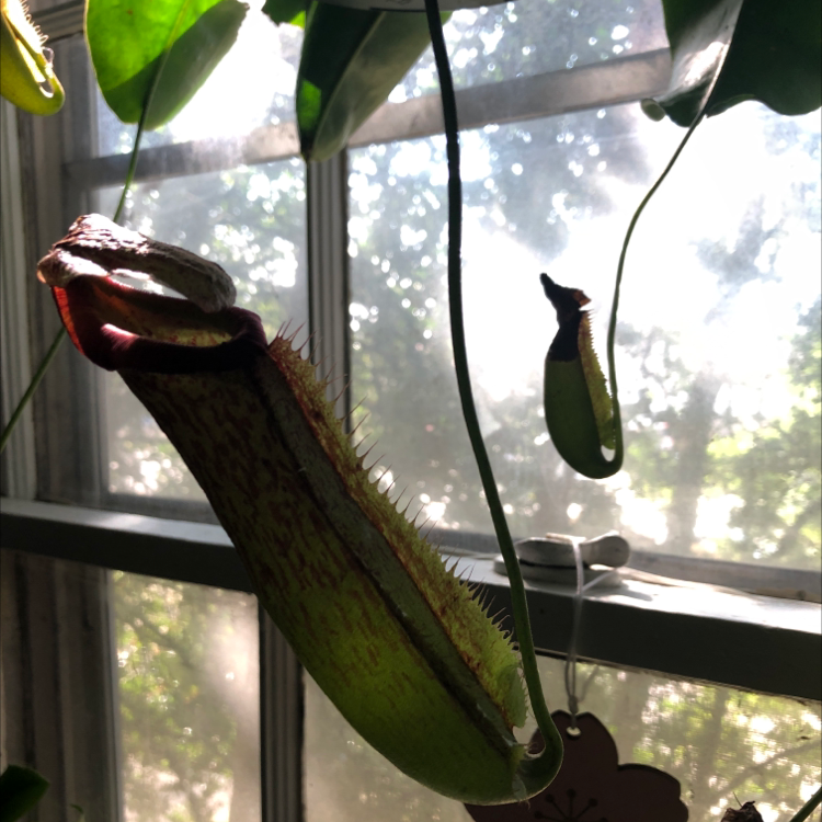 Tropical Pitcher Plant with healthy pitchers near a window.