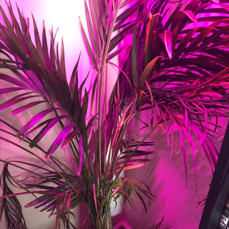 Vibrant magenta Dracaena marginata plant with long, slender leaves, thriving in a pot. Color filter applied.