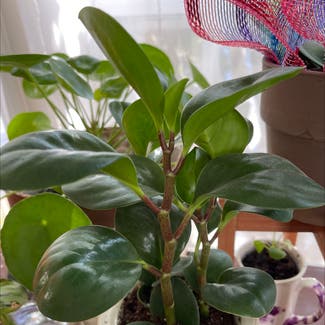 Baby Rubber Plant plant in Keedysville, Maryland
