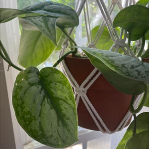 Satin Pothos plant photo by @PlantedwithLove named Jasper on Greg, the plant care app.