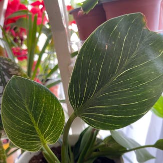 Philodendron Birkin plant in Keedysville, Maryland
