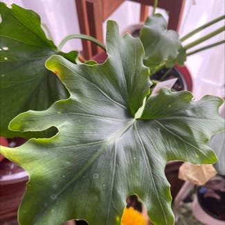 Split Leaf Philodendron plant in Keedysville, Maryland