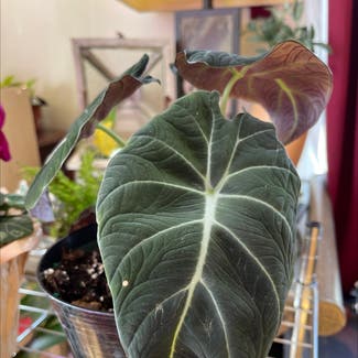 Alocasia Polly Plant plant in Keedysville, Maryland