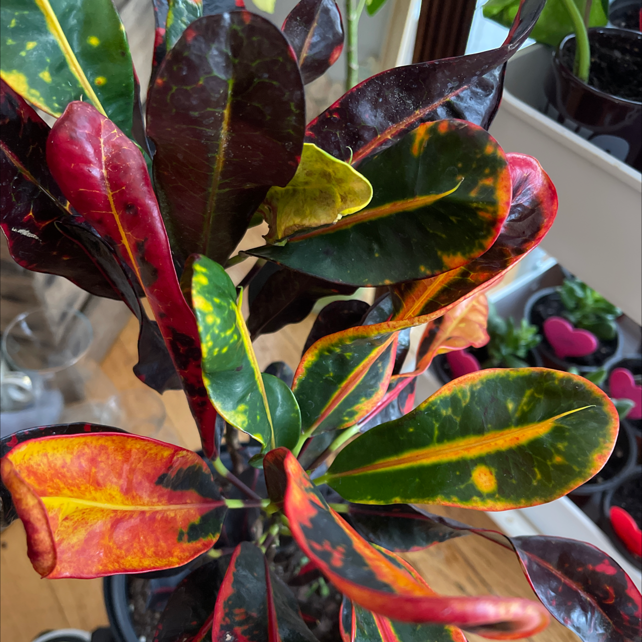 Croton Mammy plant with vibrant, multicolored leaves in green, red, yellow, and orange hues.