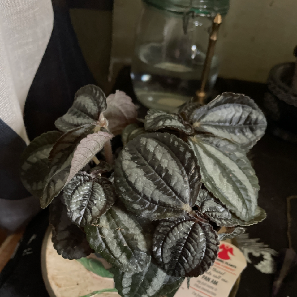 Aluminum Plant plant photo by @PixieWitch named Puppy on Greg, the plant care app.