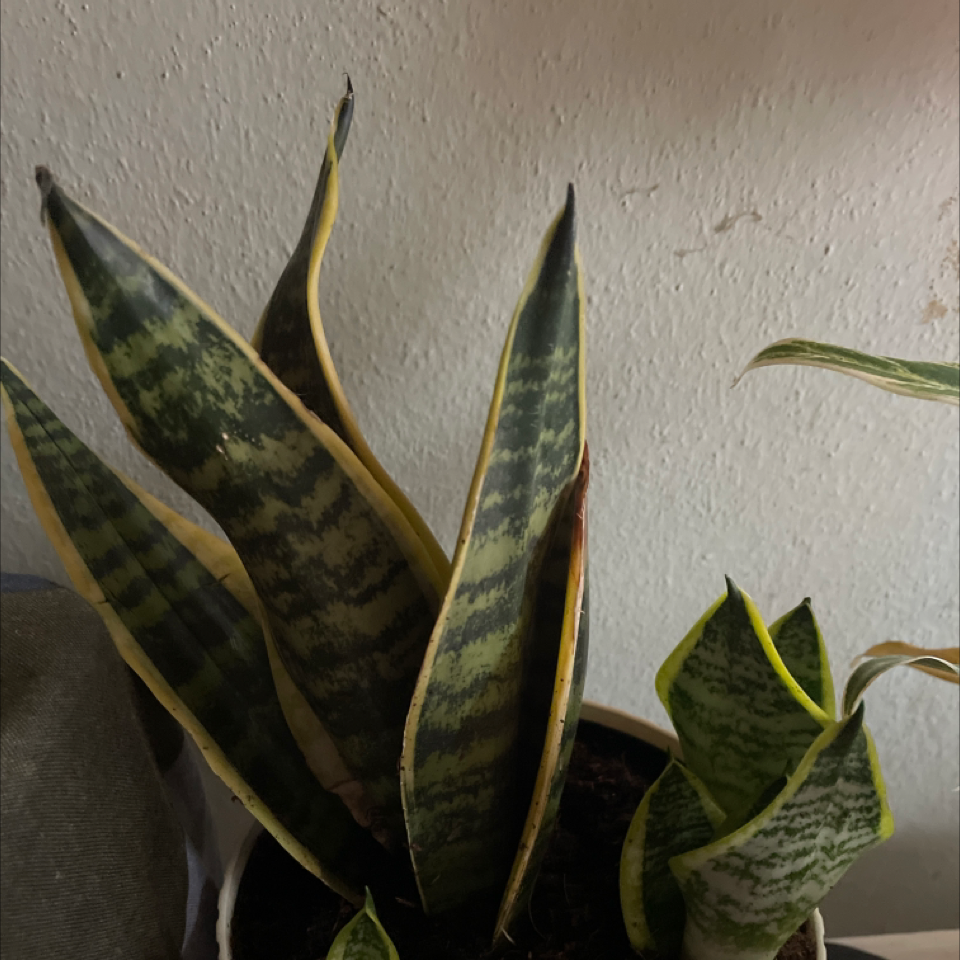 Snake Plant plant photo by @PixieWitch named Snicky on Greg, the plant care app.