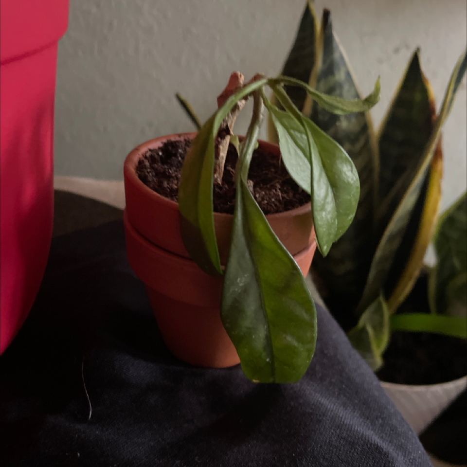 Waxplant plant photo by @PixieWitch named Hoyhoy on Greg, the plant care app.