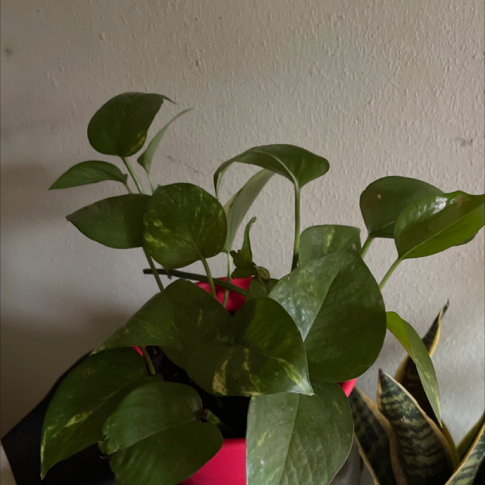 Taro Vine plant photo by @PixieWitch named Phil on Greg, the plant care app.