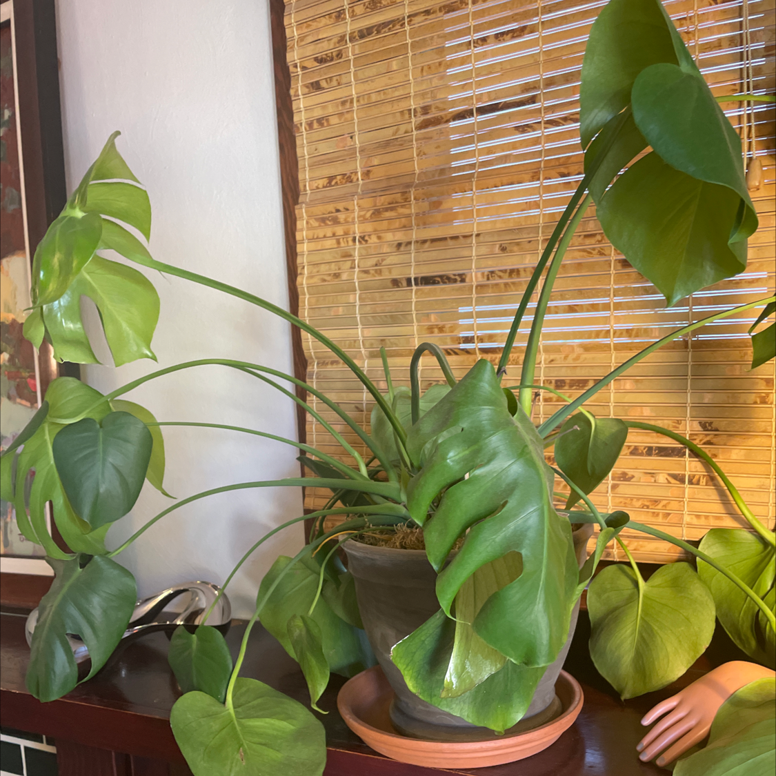 Monstera plant photo by Kate named Monstera on Greg, the plant care app.