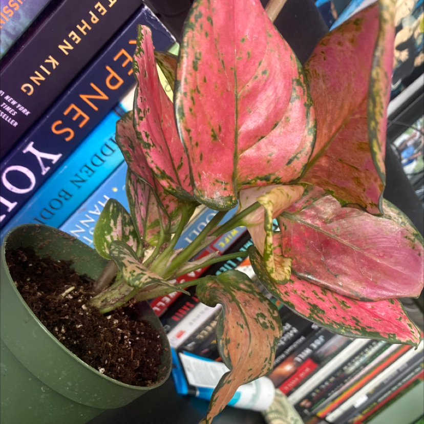 Aglaonema 'Pink Splash' plant in a pot with pink and green leaves, some showing browning and yellowing.