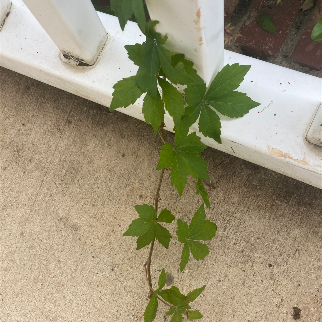 Virginia Creeper plant with green leaves climbing a white railing.