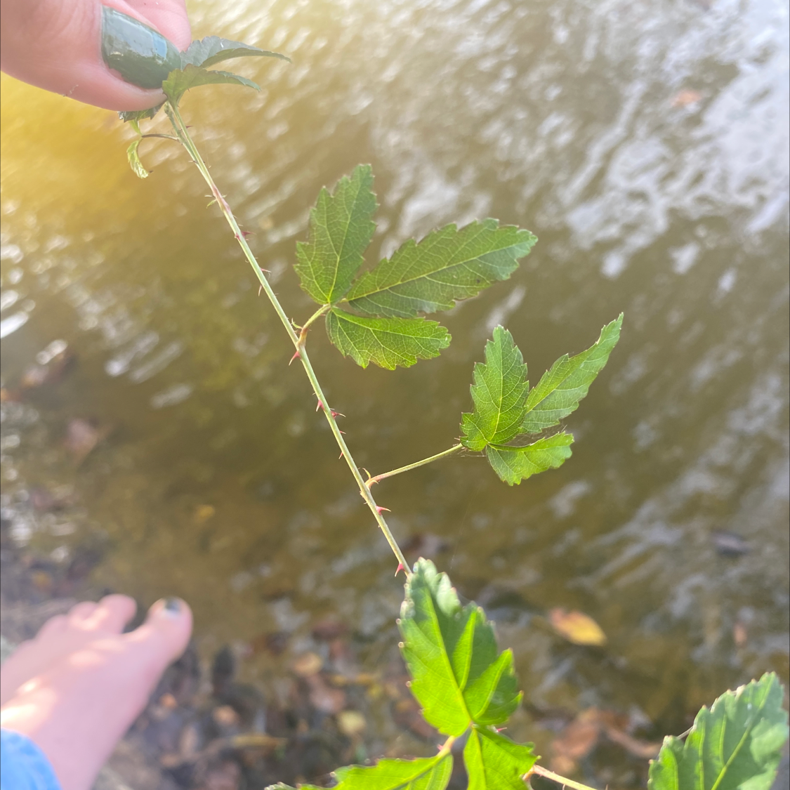 Photo of the plant species Hemp-Leaved Hollyhock by Alexis named Gomez on Greg, the plant care app