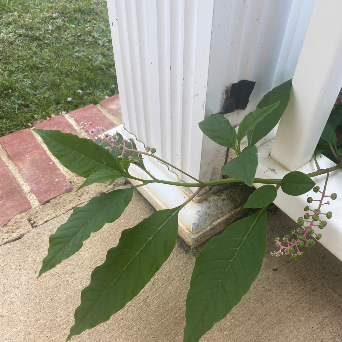 American Pokeweed plant with green leaves and small berry clusters near a white post.