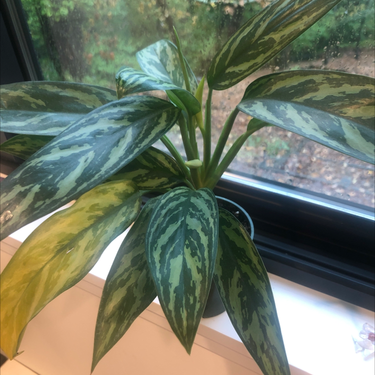 Aglaonema 'Tigress' plant with variegated leaves, some yellowing, on a windowsill.
