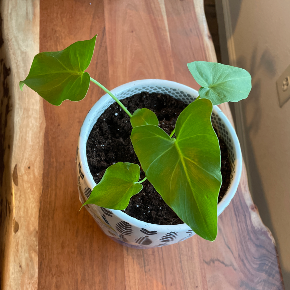 Horsehead Philodendron in a pot with visible soil and healthy green leaves.