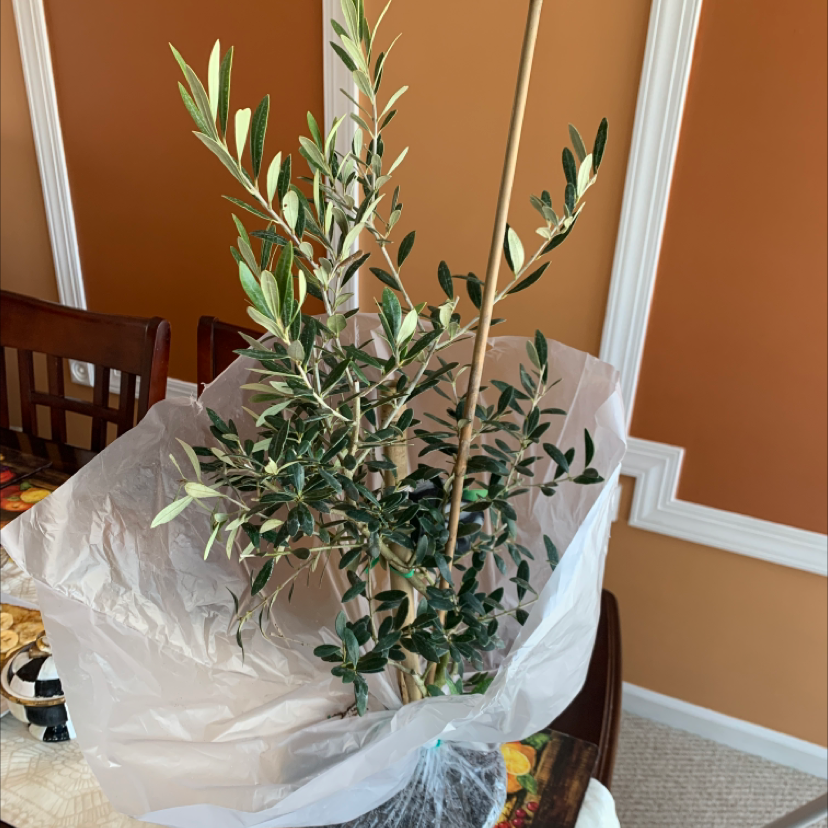 Indoor olive tree plant wrapped in plastic at the base, appears healthy.