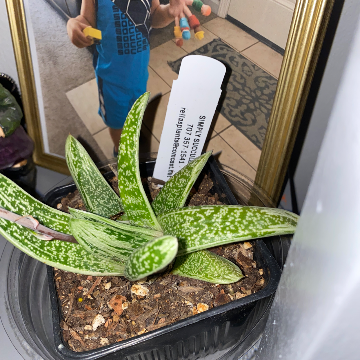 Ox Tongue plant photo by @Sundust named Flower Octopus on Greg, the plant care app.