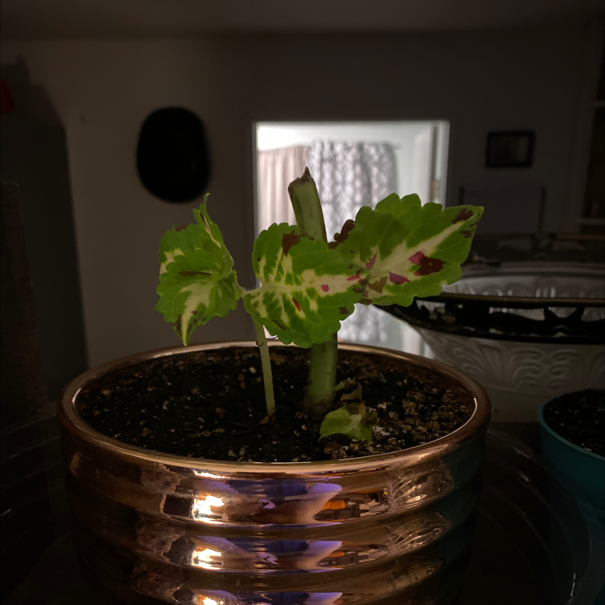 Coleus plant photo by @Sundust named Mosaic on Greg, the plant care app.