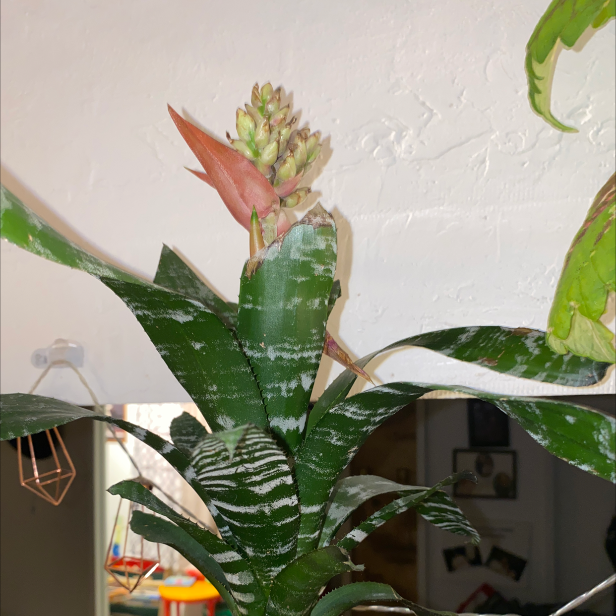 Urn Plant plant photo by @Sundust named Cutie on Greg, the plant care app.