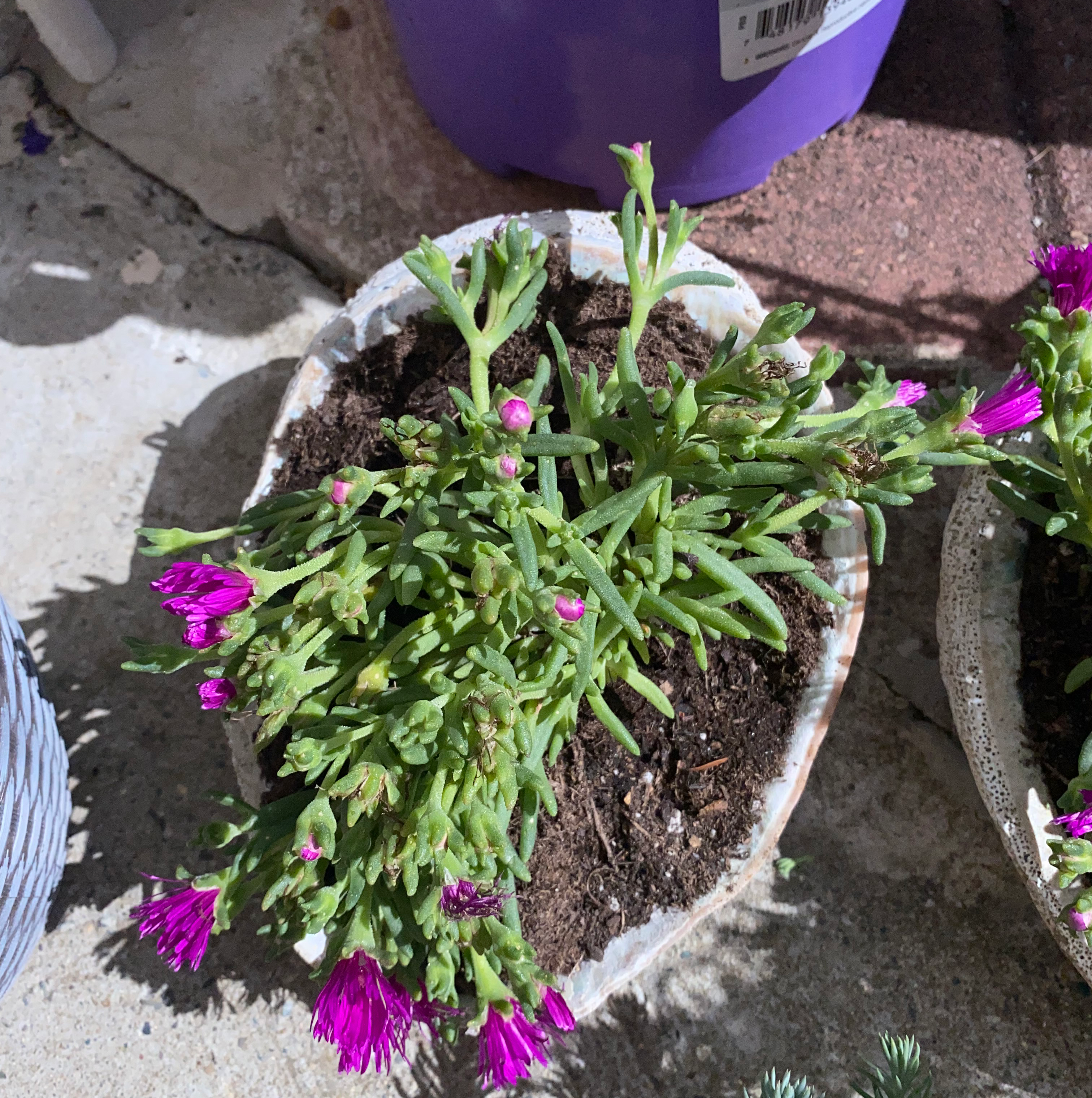Iceplant in a pot with visible soil, green leaves, and bright pink flowers.