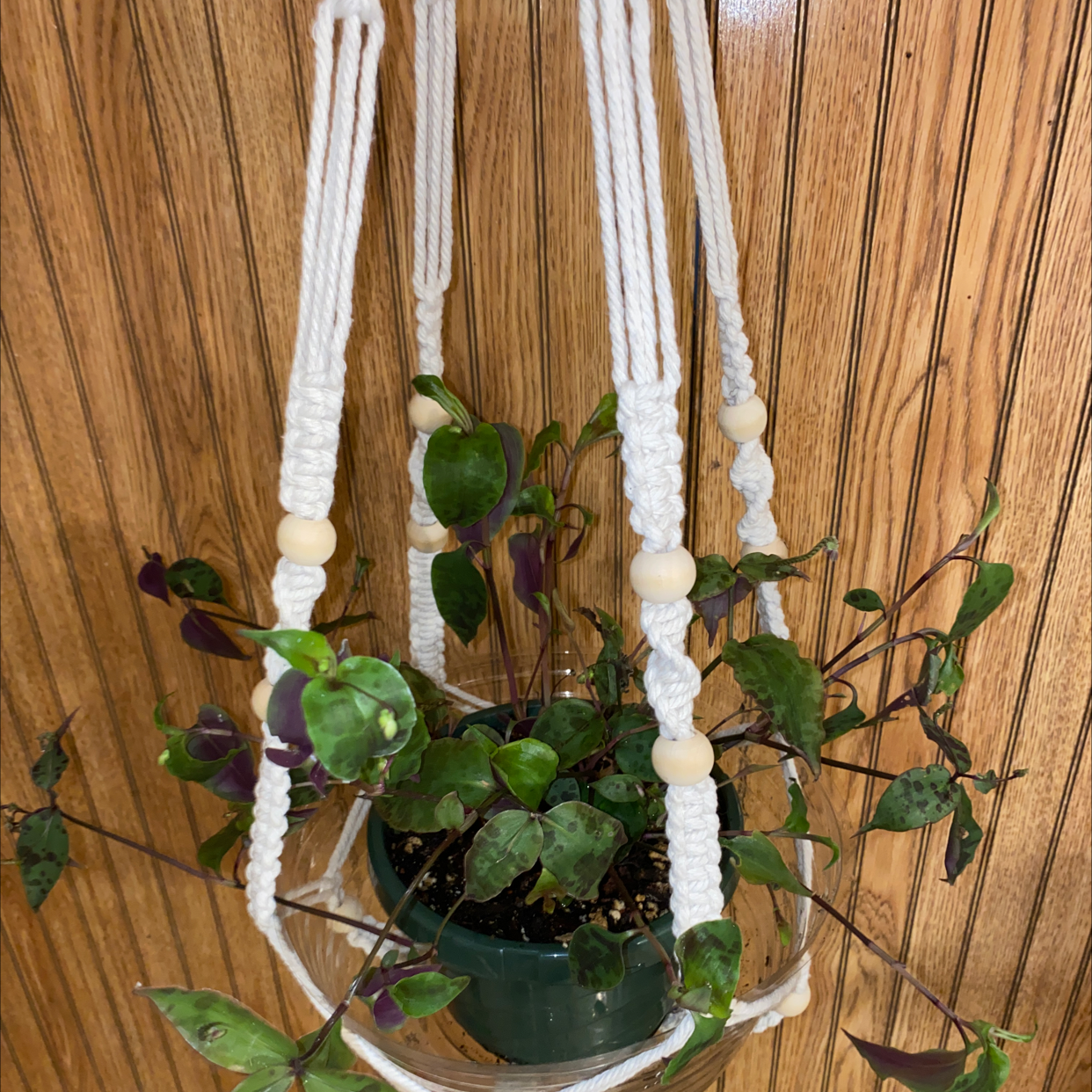 Waffle Plant plant photo by @Sundust named Purple Beaut. on Greg, the plant care app.
