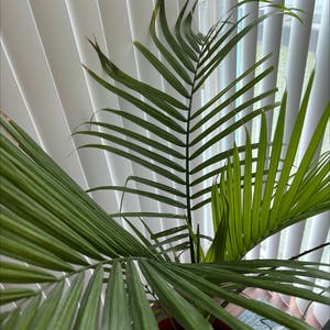 Kentia Palm plant photo by Katya named Masty on Greg, the plant care app.