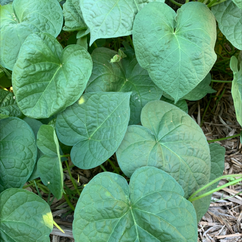 Image of a Common Morning Glory plant with healthy, heart-shaped leaves.
