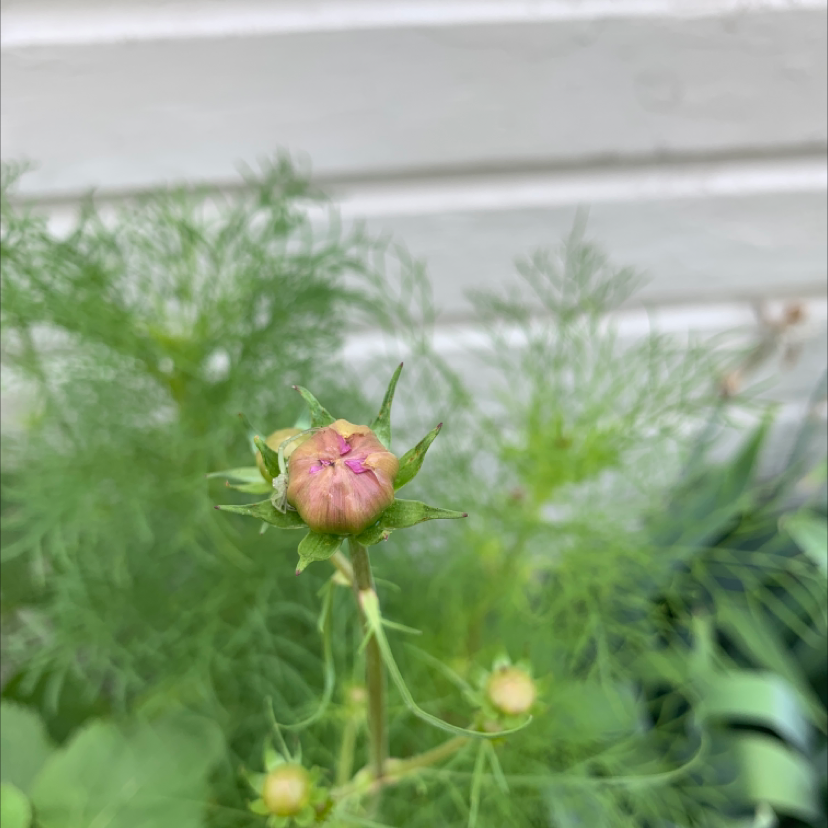 Garden Cosmos plant with a prominent flower bud in the center.