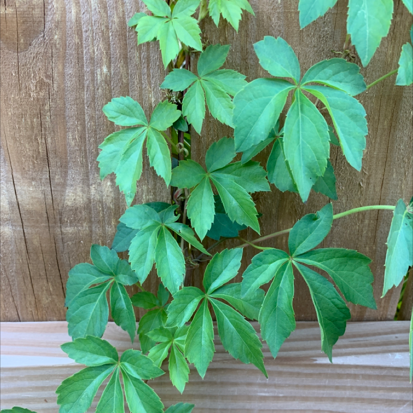 Virginia Creeper plant with green leaves growing against a wooden fence.