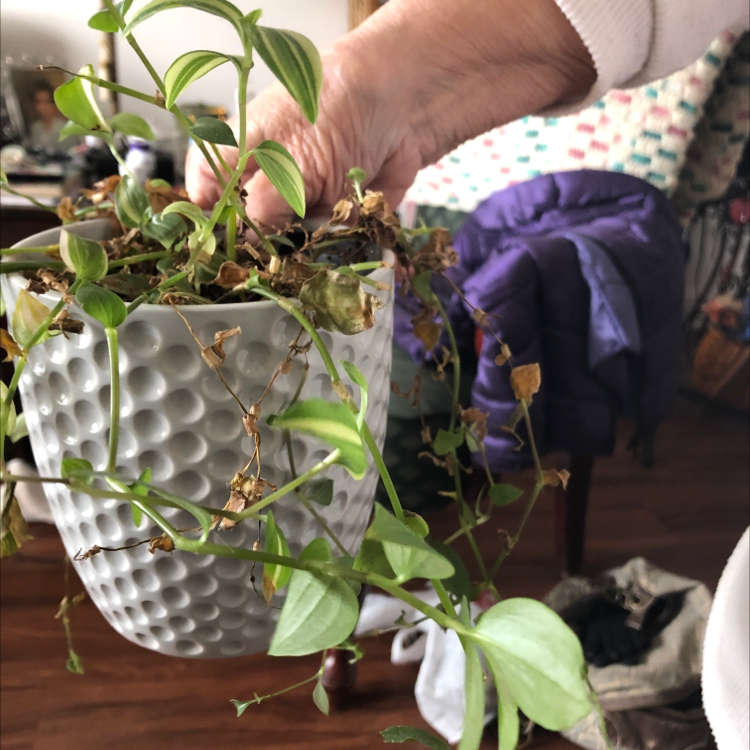 Hands tending to a healthy Greater Periwinkle plant with shiny dark green leaves in a white ceramic pot.