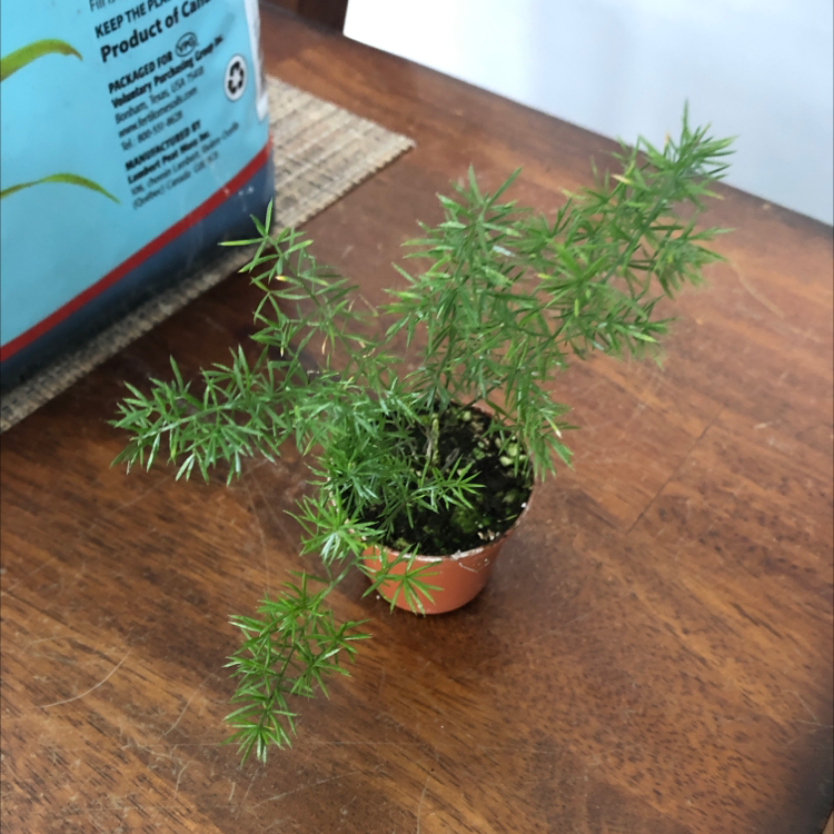 A healthy young Plume Asparagus plant in a small terra cotta pot, with delicate feathery green foliage, on a wooden surface.